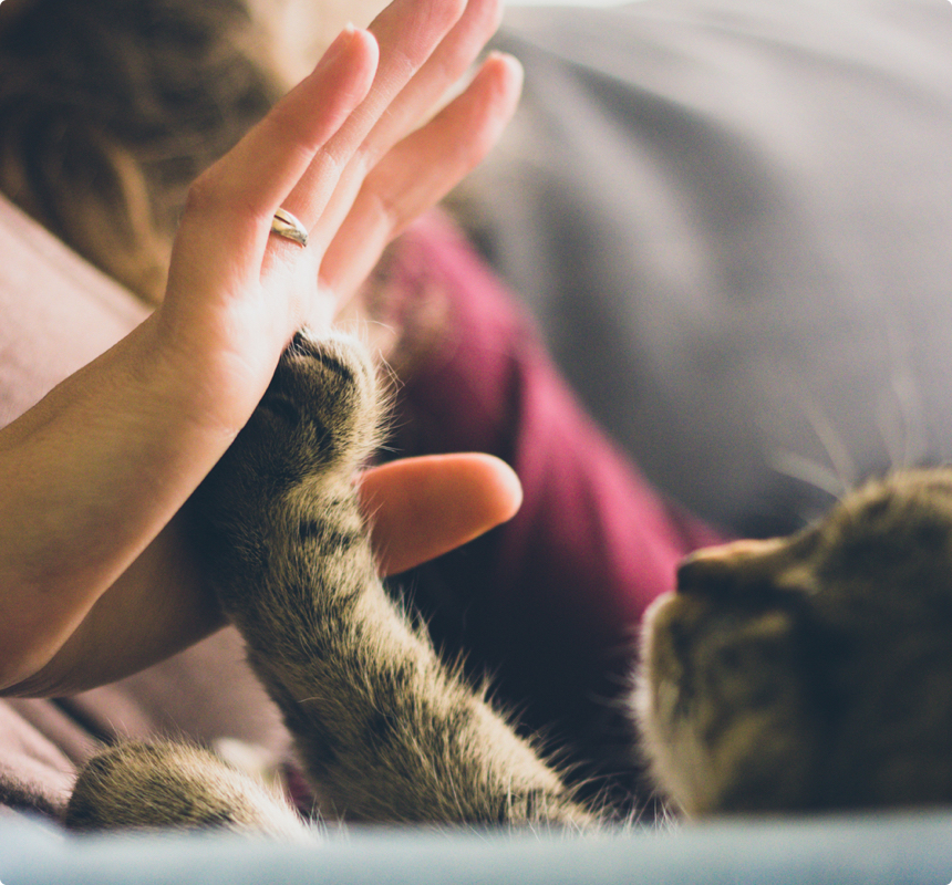 Your cat will want you to choose The Housesitting Company 
